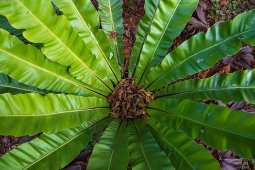 Bird's-nest fern (Asplenium nidus) plant Natural green leaves  pattern texture background