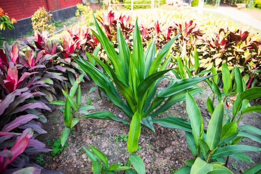 Natural Colorful Pink  purple cordyline Leaves flower texture may be used as a background wallpaper