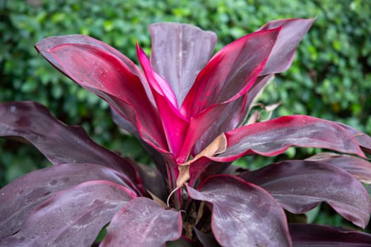 Natural Colorful Pink  purple cordyline Leaves flower texture may be used as a background wallpaper