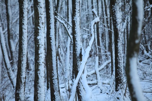 forest in winter, trees trunks covered with snow, winter background