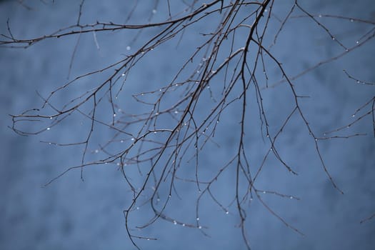 rainy and foggy autumn on the branches of raindrops, background