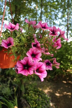 flower pot with colorful flowers petunia surfinia  veined