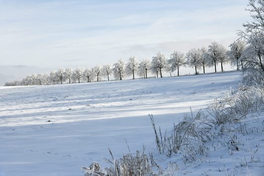 Country road with snowy trees