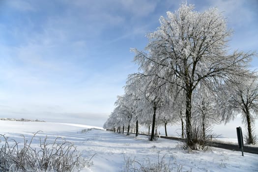 Country road with snowy trees