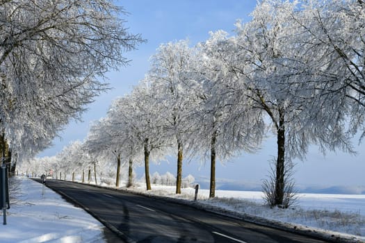 Country road with snowy trees