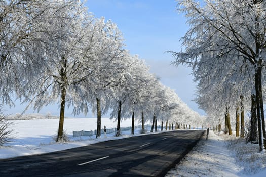 Country road with snowy trees