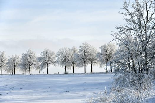 Country road with snowy trees