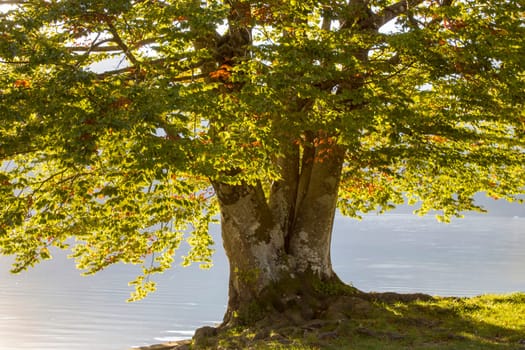 Old tree by the Bohinj lake, Slovenia