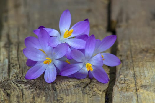 crocus - one of the first spring flowers on wooden background