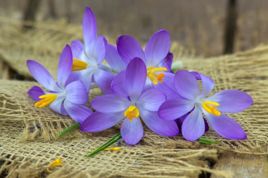 crocus - one of the first spring flowers on wooden background