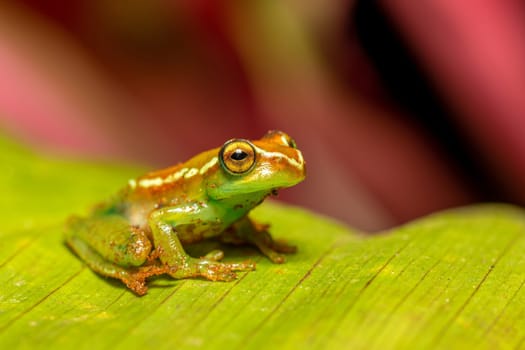 Boophis rappiodes, endemic species of frog in the family Mantellidae. Ranomafana National Park, Madagascar wildlife animal