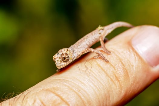 Calumma fallax (juvenile), deceptive chameleon or short-nosed deceptive chameleon, endemic species of chameleon, baby walking on human finger. Ranomafana National Park, Madagascar wildlife animal