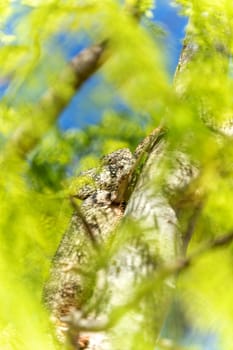 Malagasy giant chameleon or Oustalet's chameleon (Furcifer oustaleti), large species of endemic chameleon, Ambalavao. Madagascar wildlife animal