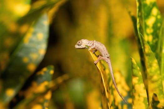 Calumma fallax (juvenile), deceptive chameleon or short-nosed deceptive chameleon, endemic species of chameleon, Ranomafana National Park, Madagascar wildlife animal