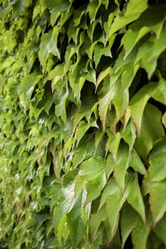Background detail of decorative green plants, nature and life