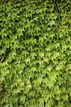 Background detail of decorative green plants, nature and life