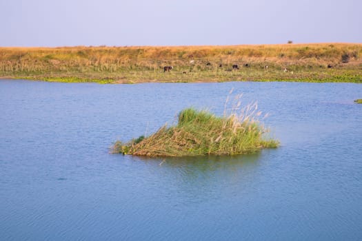 Crystal clear blue water lake landscape view nearby Padma river in Bangladesh