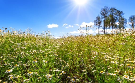 Meadow with blooming daisies in natural park in summer sunshine. Romantic background.
