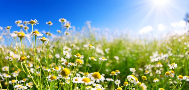Meadow with blooming daisies in natural park in summer sunshine. Romantic background.