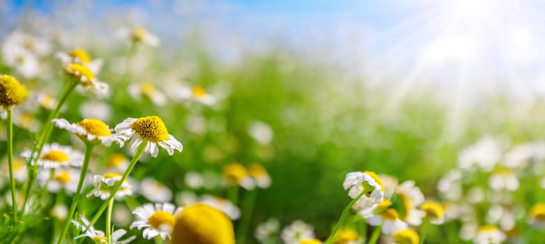 Closeup view of blooming daisies in natural park in summer sunshine. Romantic background.