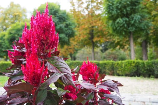 Celosia plant, cellosia is a genus of the Amaranth family or Marev family. Cockscomb traditionally grown in the red purple variety. The cockscomb flower as addition to the flower bed. Banja Koviljaca