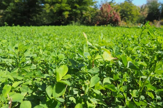 Field with green clover. Organized planting of clover. Clover Trifolium, a genus of plants in the legume family Fabaceae, Moth Faboideae. Agricultural crop honey plant, fodder plant, green manure