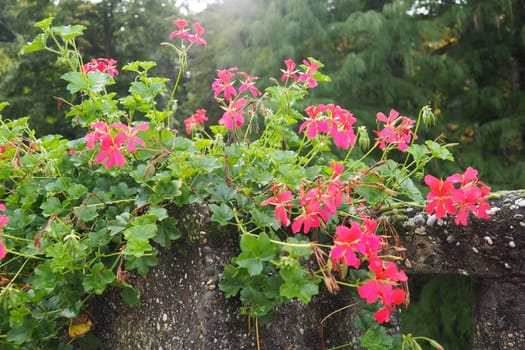 Blooming pink ivy geranium pelargonium, vertical design of landscaping of streets and parks. Beautiful large pelargonium geranium cranesbill flowers. Floriculture and horticulture. Banja Koviljaca