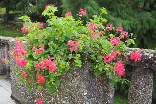 Blooming pink ivy geranium pelargonium, vertical design of landscaping of streets and parks. Beautiful large pelargonium geranium cranesbill flowers. Floriculture and horticulture. Banja Koviljaca