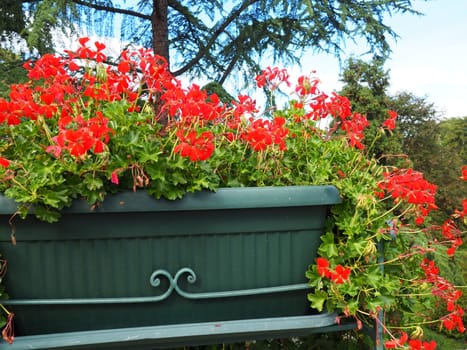 Blooming red ivy geranium pelargonium in the vertical design of landscaping of streets and parks. Beautiful large pelargonium geranium cranesbill. Floriculture and horticulture. Banja Koviljaca.