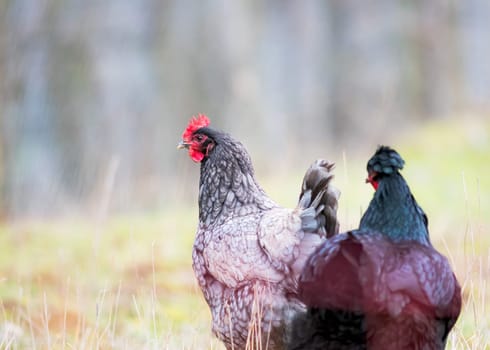 Two chickens stand in a meadow