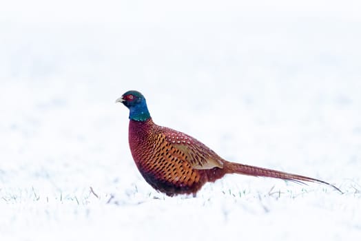 Male ring necked pheasant in winter