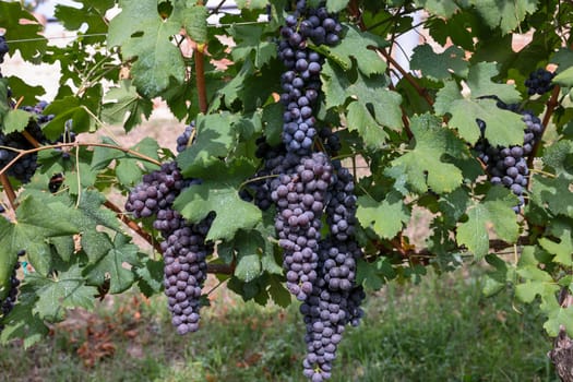 Beautiful bunch of black nebbiolo grapes with green leaves in the vineyards of Barolo, Piemonte, Langhe wine district and Unesco heritage, Italy