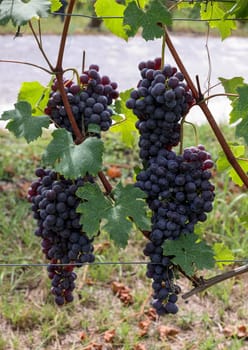 Beautiful bunch of black nebbiolo grapes with green leaves in the vineyards of Barolo, Piemonte, Langhe wine district and Unesco heritage, Italy