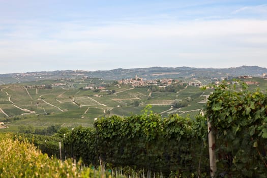 Langhe vineyards near Serralunga d'Alba. Unesco Site, Piedmont, Italy