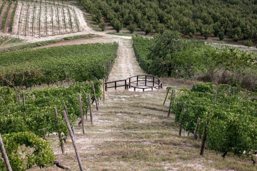 Langhe vineyards near Grinzane Cavour. Unesco Site, Piedmont, Italy
