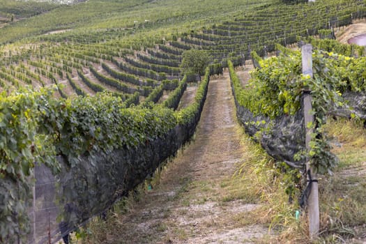 Langhe vineyards near Barolo and La Morra, Unesco Site, Piedmont, Italy