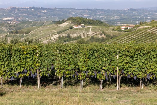 Langhe vineyards near Barolo and La Morra, Unesco Site, Piedmont, Italy
