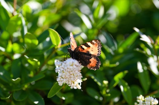Lesser Tortoiseshell ( Aglais urticae ) butterfly on plant in green nature