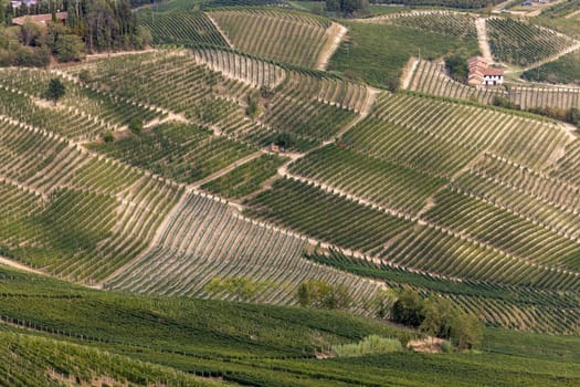 Langhe vineyards near Barolo and La Morra, Unesco Site, Piedmont, Italy