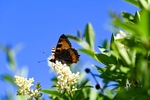 Lesser Tortoiseshell ( Aglais urticae ) butterfly on plant in green nature with blue sky