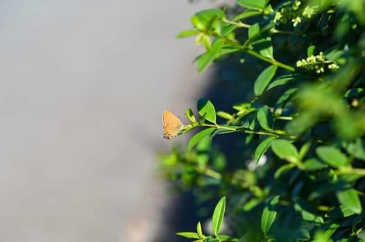 Small butterfly on green plant with copy space