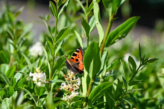 Lesser Tortoiseshell ( Aglais urticae ) butterfly on plant in green nature