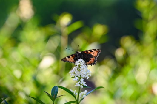 Lesser Tortoiseshell ( Aglais urticae ) butterfly on plant in green nature