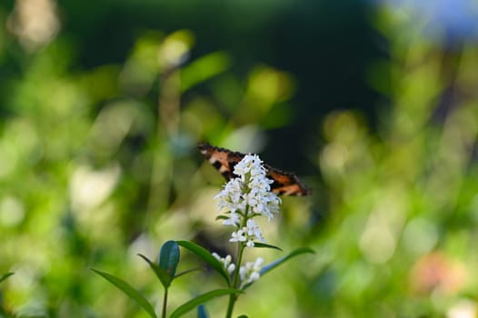 Lesser Tortoiseshell ( Aglais urticae ) butterfly on plant in green nature