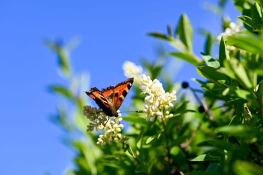 Lesser Tortoiseshell ( Aglais urticae ) butterfly on plant in green nature with blue sky