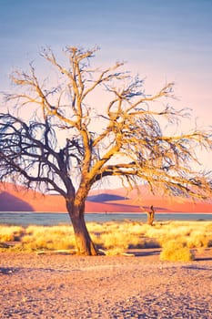 Vertical shot of a dead tree in the desert of Sossusvlei, Namibia with dramatic light during golden hour. Beauty in nature