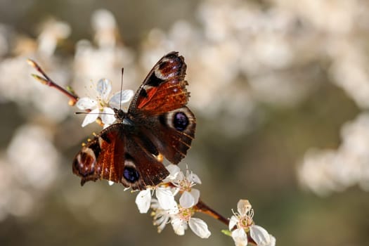 A butterfly, the peacock butterfly, sits on the blossoms of a fruit tree.