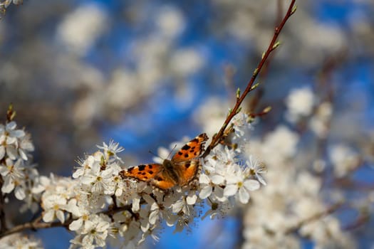 A butterfly, the large fox, sits on the blossoms of a fruit tree.
