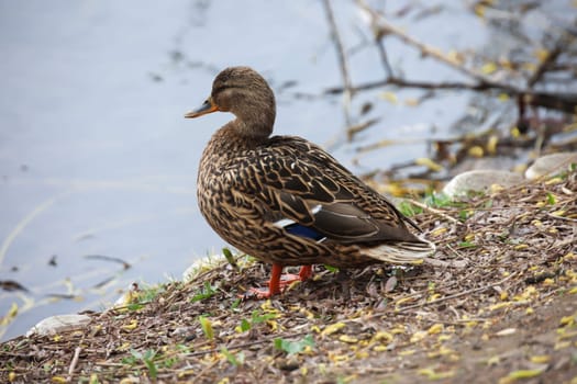 A female mallard on the edge of a village pond.