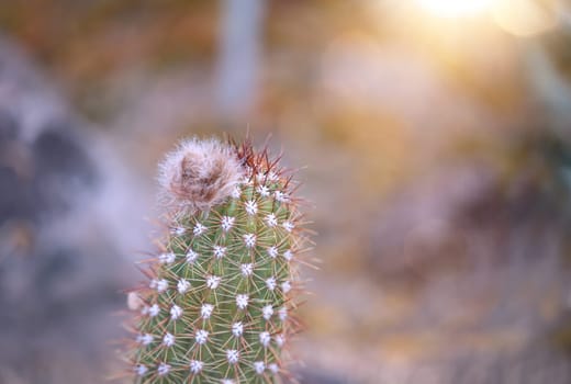 Portrait of a cactus, A cactus in a tropical environment.